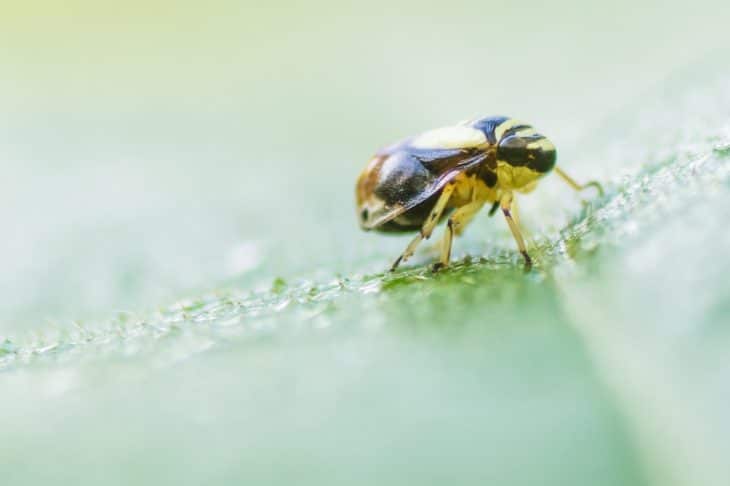 how-to-get-rid-of-spittlebugs