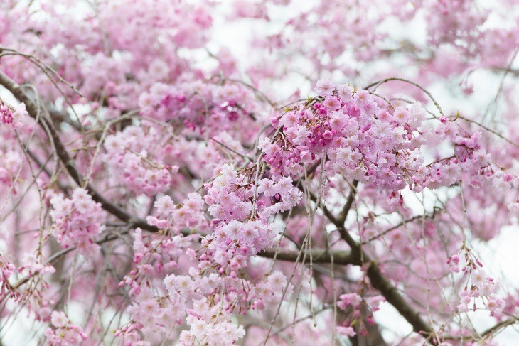 A massive cherry tree with pink flowers