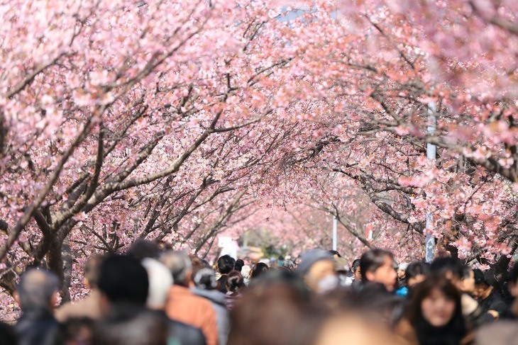 Cherry trees in full bloom during spring season