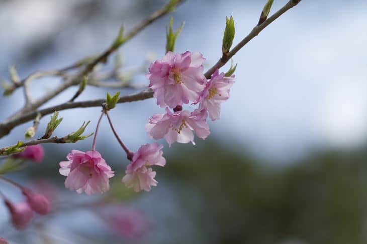 Flower buds of a Japanese cherry blossom