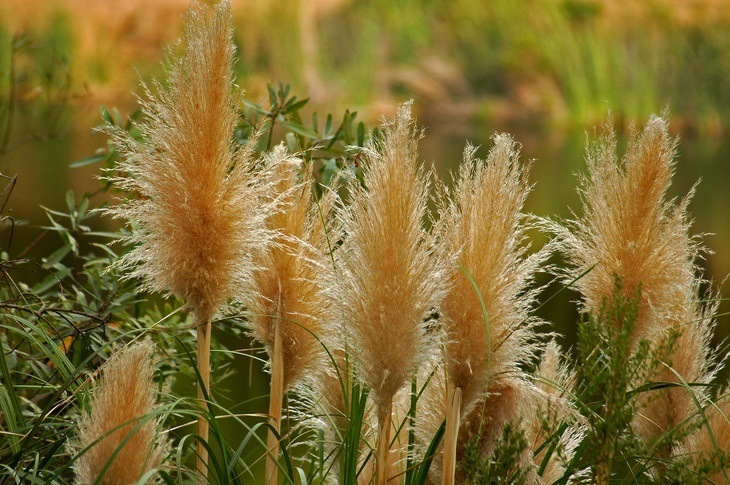 Fully mature pampas grass bears flowers in different colors