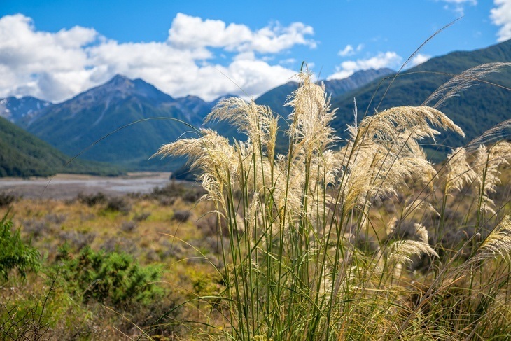 Kill the pampas grass before they bear flowers to prevent pollination