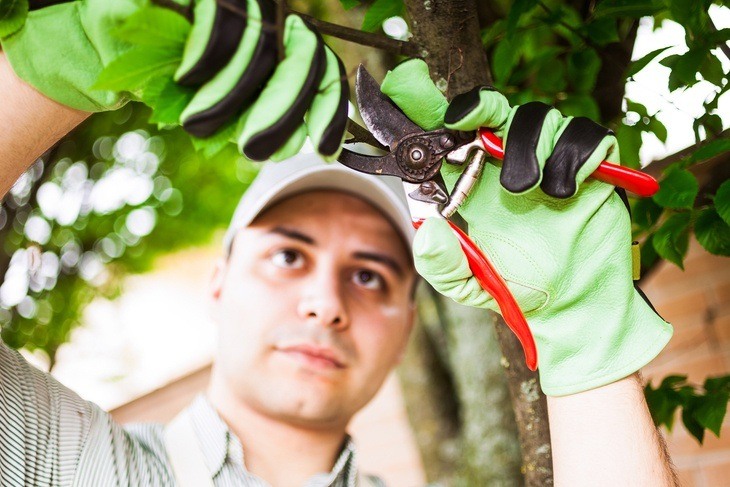 Learning how to use a pruning shear properly is must