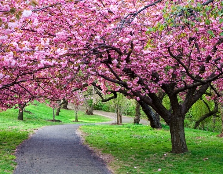 Lines of cherry trees create a beautiful garden landscape