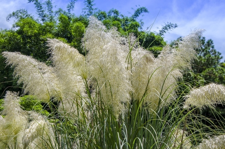 Pampas grass in white color