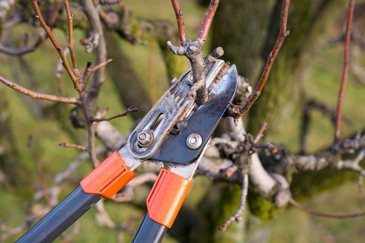Pruning shears should be sharpened and cleaned before using