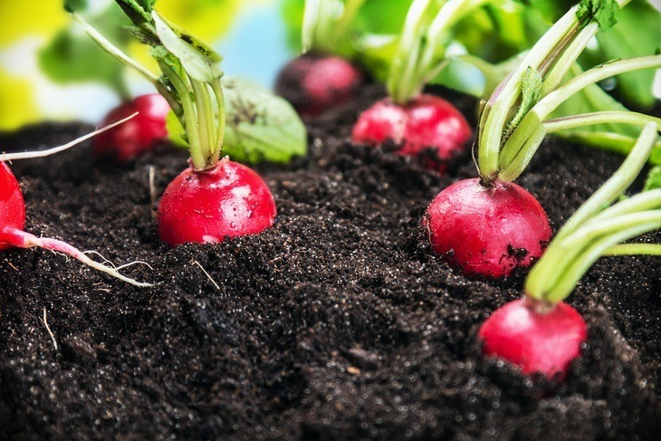 You can store your radishes in the dirt!