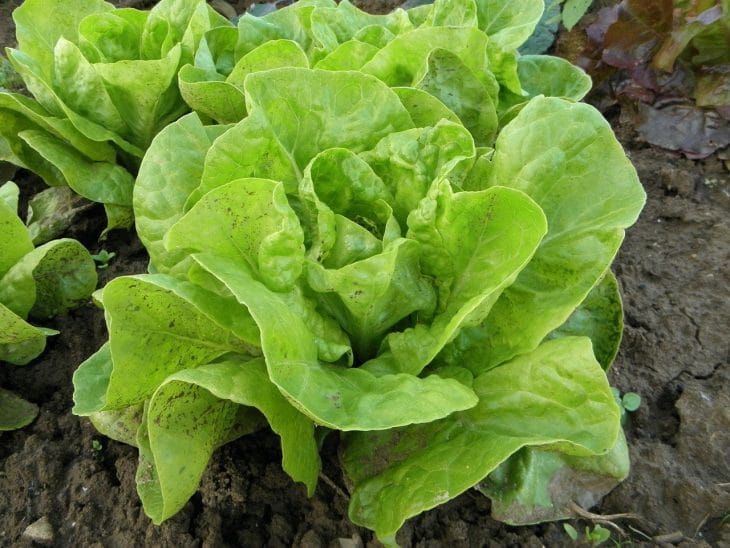 how-to-harvest-buttercrunch-lettuce