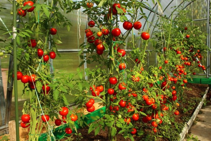 how-far-to-space-tomato-plants