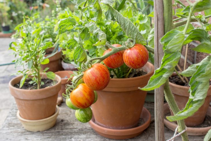 how-far-to-space-tomato-plants