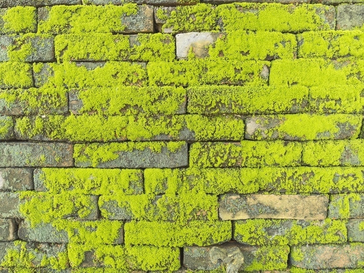 A few mosses growing on the brick wall