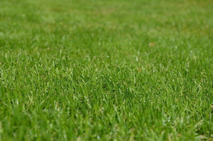 A green, healthy lawn without the invasion of annoying Dallisgrass