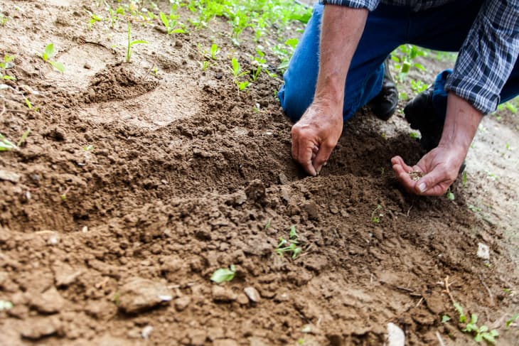 A man planting some seeds of grass on his prepared soil