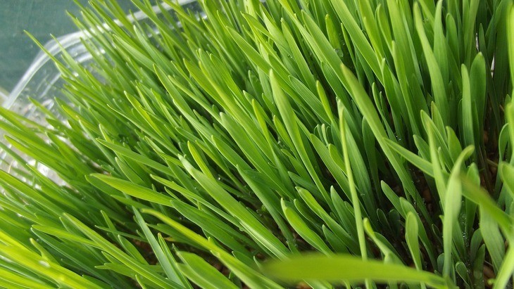 Healthy Grass
