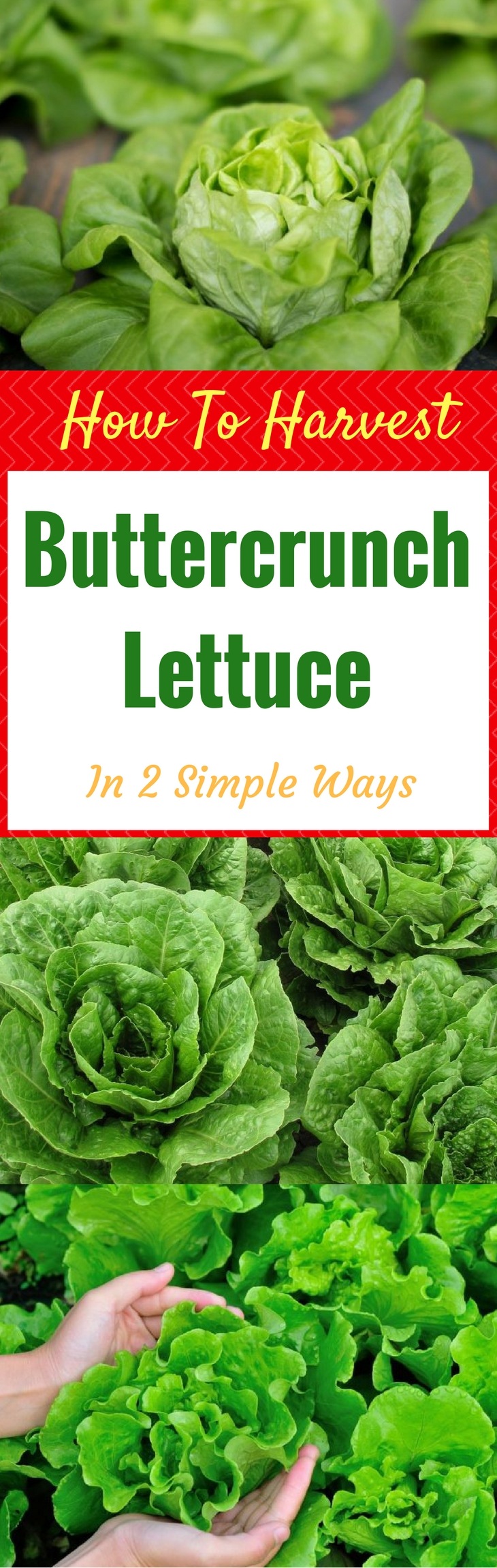 How To Harvest Buttercrunch Lettuce