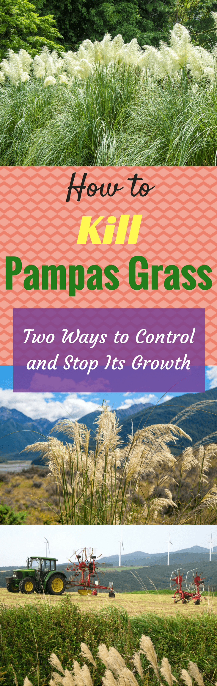 How to Kill Pampas Grass Two Ways to Control and Stop Its Growth