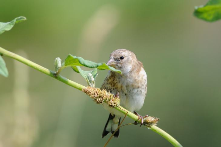 How to Protect Your Grass Seeds from Birds in 2 Fail-safe Ways