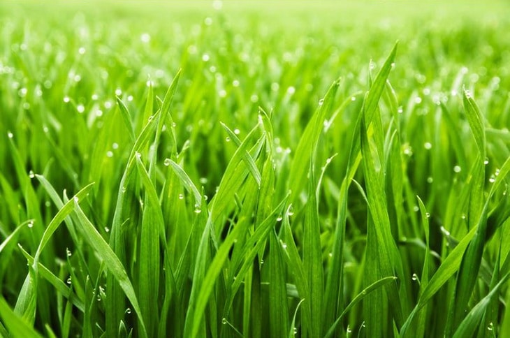 Make sure that your lawn doesn’t have short grasses. Make sure that they are cut long enough to avoid infestation