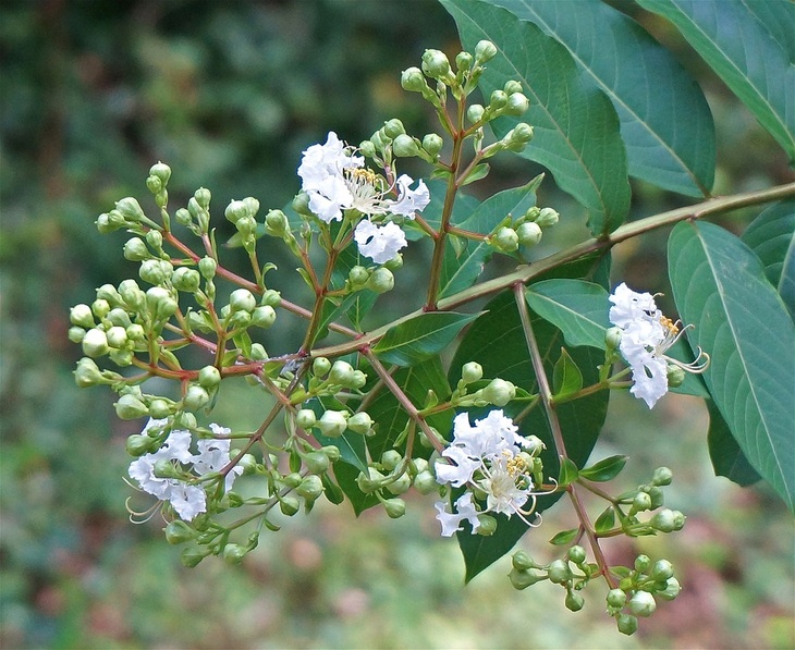 Newly blossoming pretty flowers of a white crepe myrtle shrub