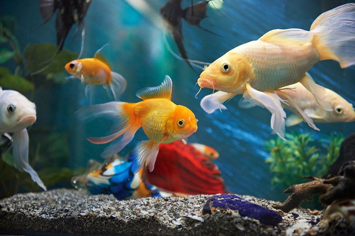 Originally, aquarium water chillers are often used in fish tanks to lower down the heat inside fish tanks