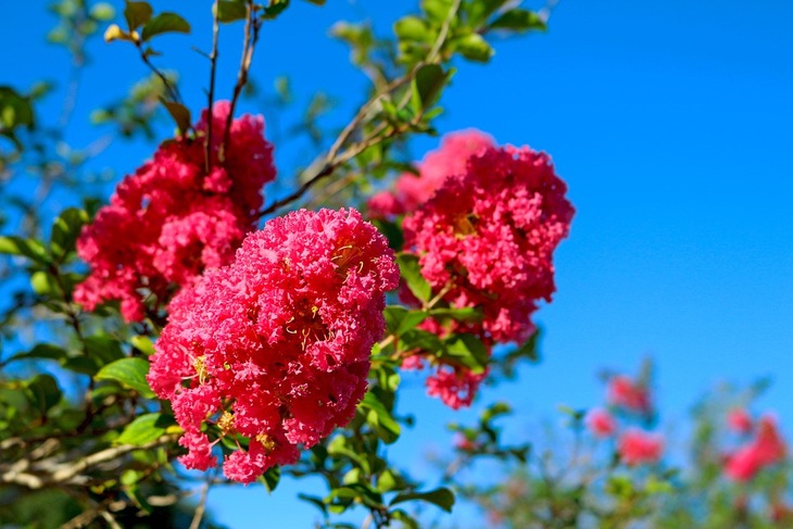 Prized for its abundance of beauty, this pink crepe myrtle blooms for months