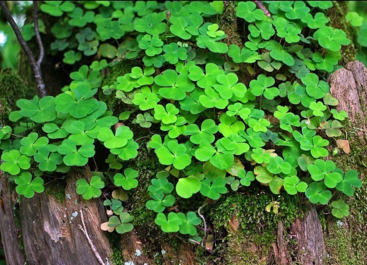 The clover plant is a member of the vascular group