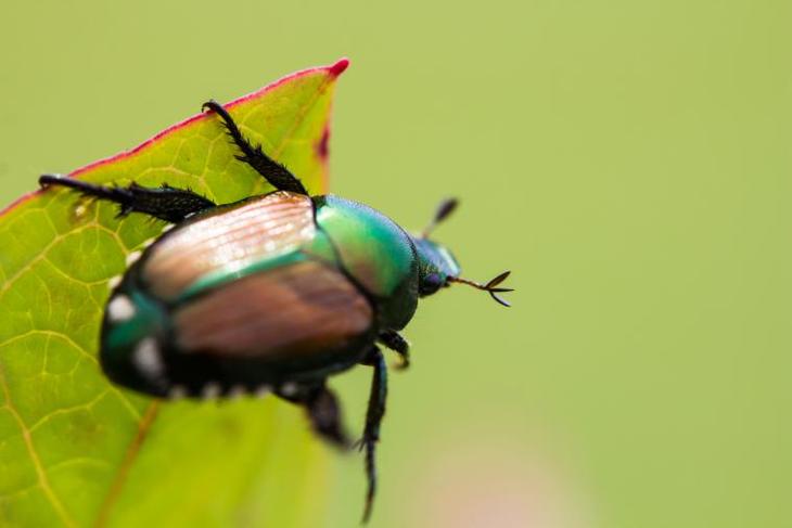 This Japanese beetle is infesting on a wild grape leaf