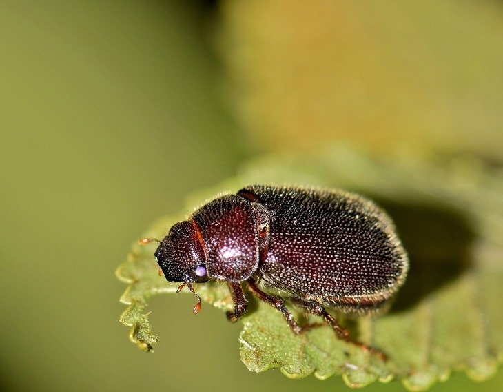 This beetle is one of the 206 species of Phyllophaga