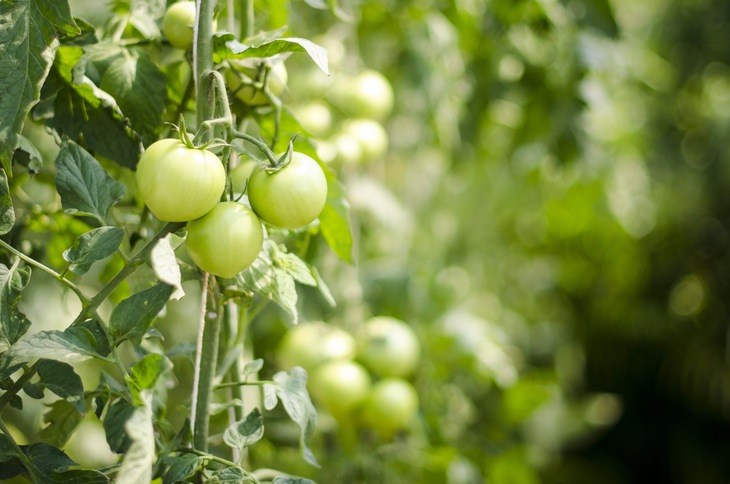Tomato is an example of plants that bear fruits