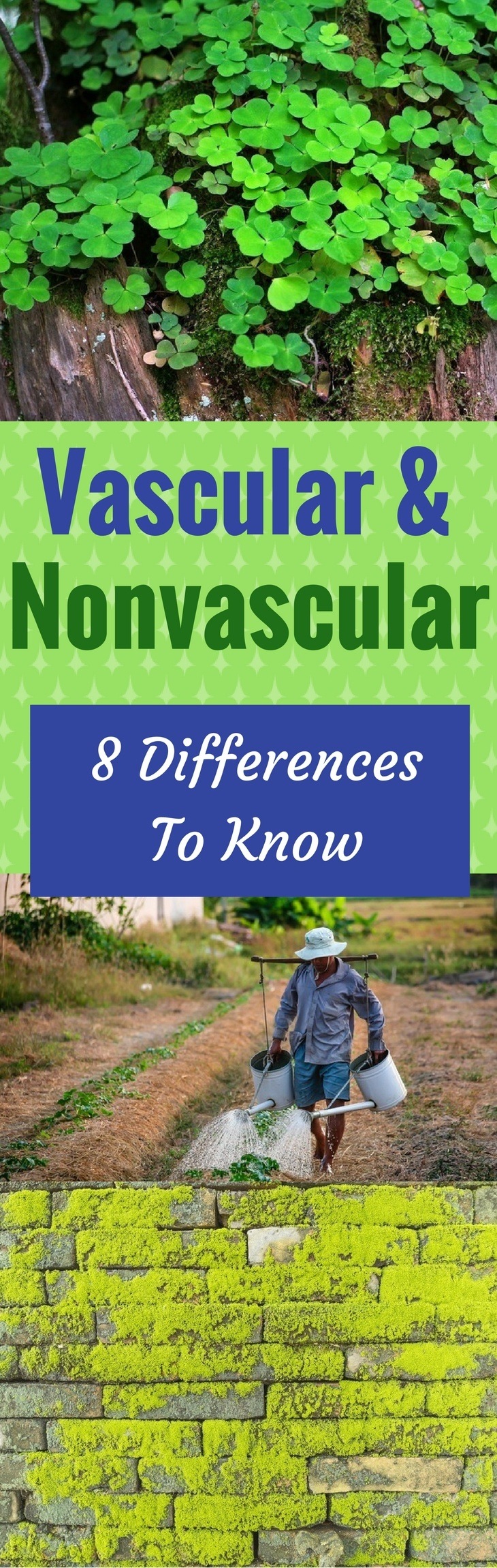What’s the Difference Between Vascular and Nonvascular Plants? 8 Differences To Know