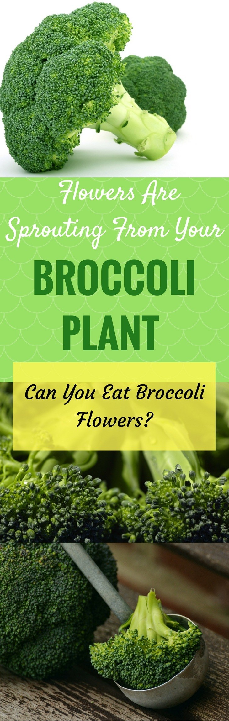 flowers are sprouting from your broccoli plant – can you eat broccoli flowers