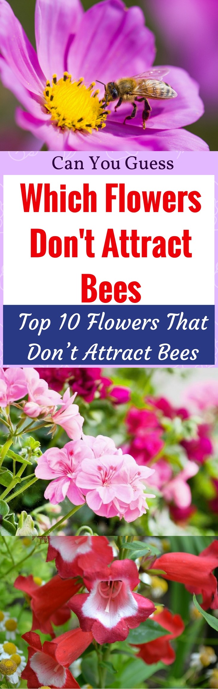 flowers that don't attract bees pin it-1