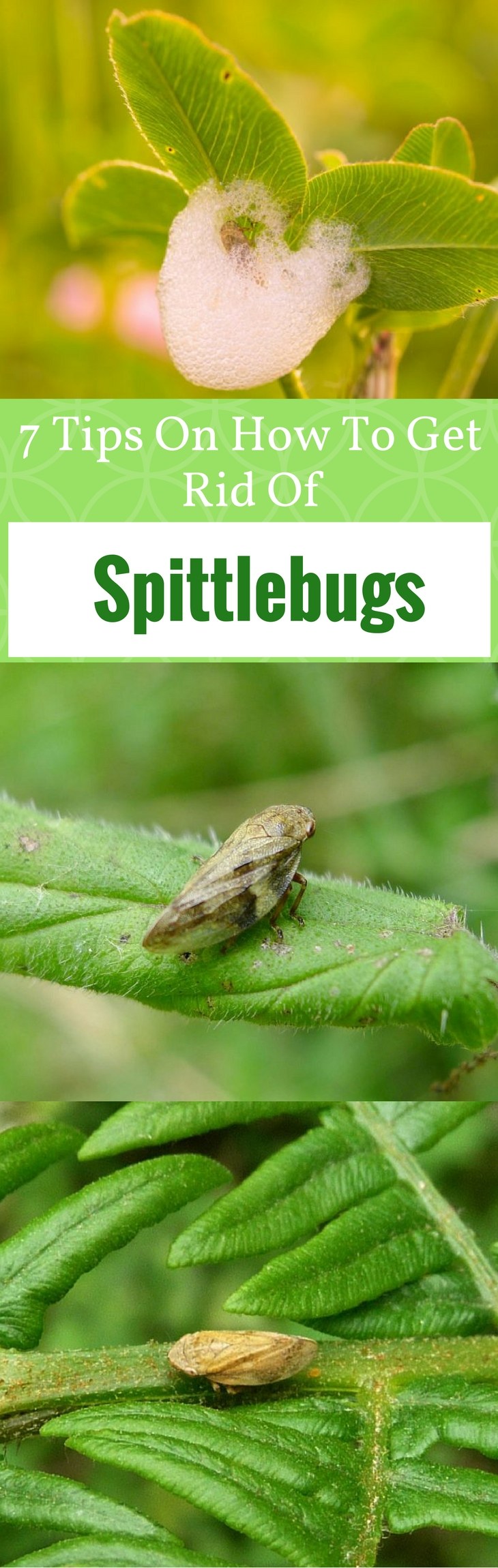 7 Tips On How To Get Rid Of Spittlebugs