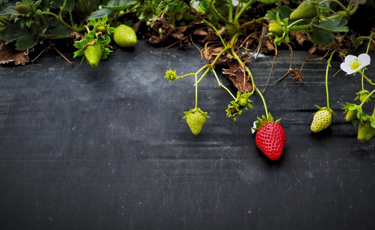 A ripe strawberry hanging from its vine