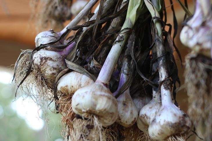 Garlic: Plant Care and Collection of Varieties