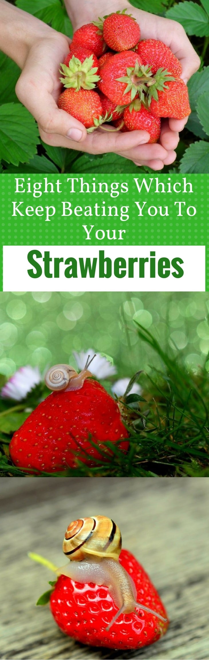Eight Things Which Keep Beating You To Your - Strawberries