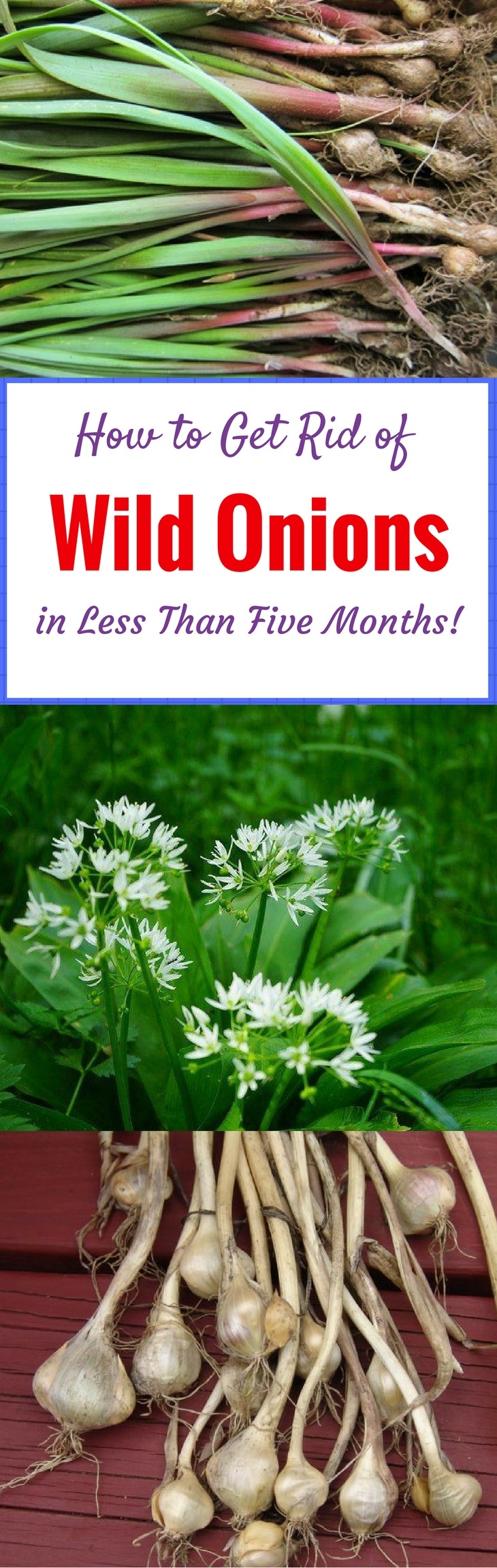 How to Get Rid of Wild Onions in Less Than Five Months!