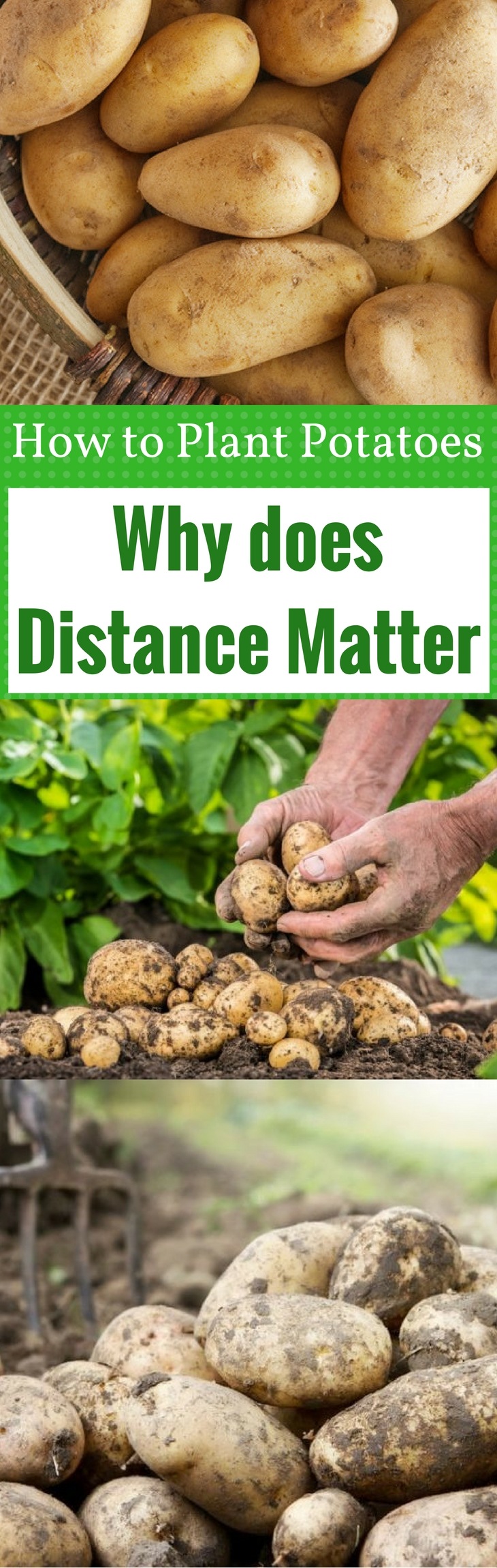 How to Plant Potatoes - Why does Distance Matter