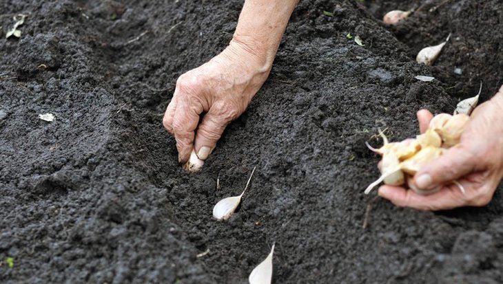 Planting garlic is not as difficult as you may think