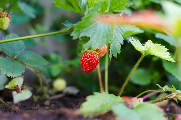 Reproduction through stem is another method of reproducing strawberries