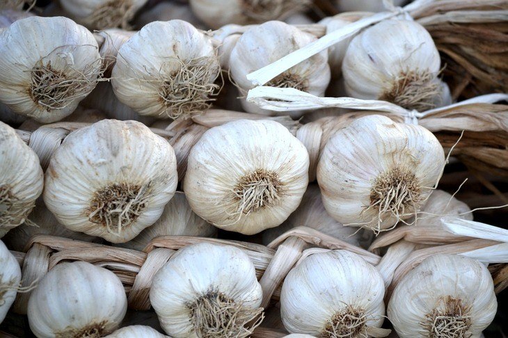 There are many different varieties of garlic