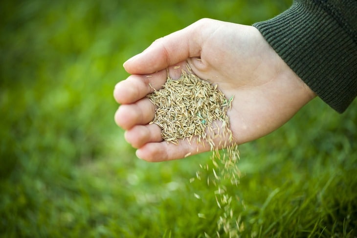 A hand which is planting grass seeds around a green lawn