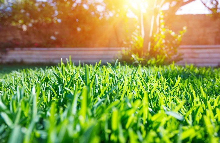 A healthy lawn calls for proper lawn maintenance and prevention