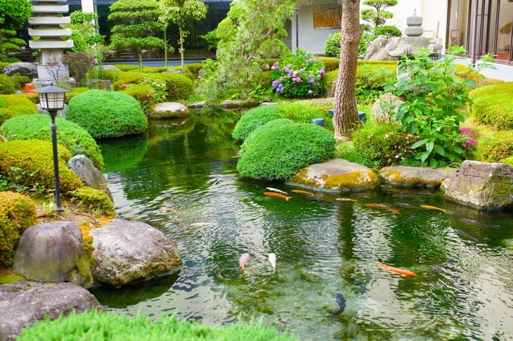 A healthy pond is a great place for aquatic life