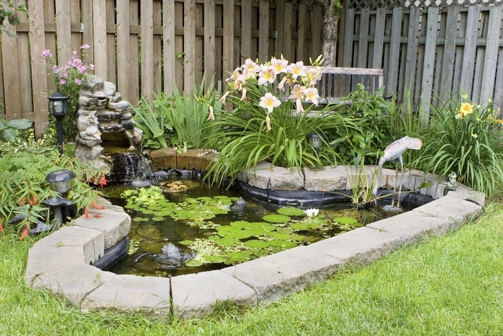 A well-kept pond eliminates dragonfly larvae and prevents it from further maturation