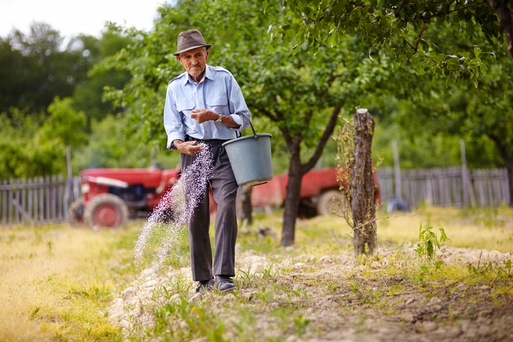 An elderly man spreading some fertilizer manually