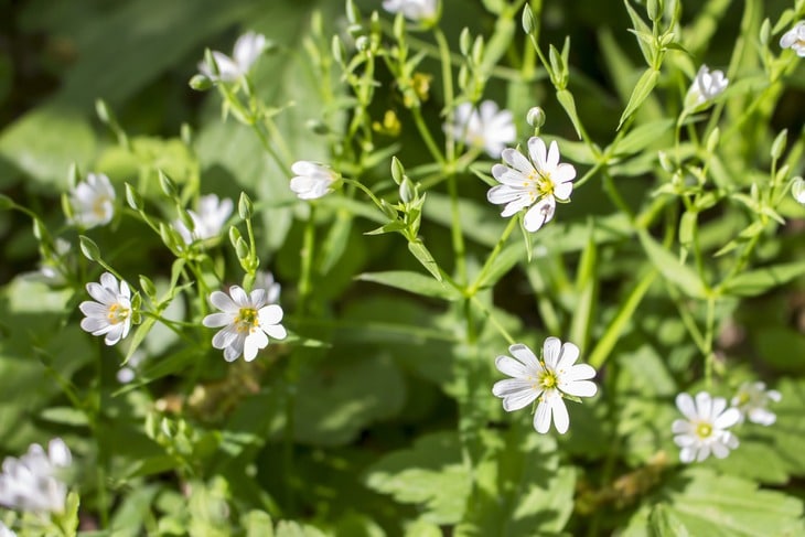 Chickweed can grow taller than other kinds of grass on the lawn