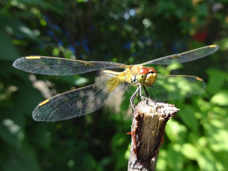 Dragonflies are a colorful addition to a garden, but overpopulation of this insect is an annoyance