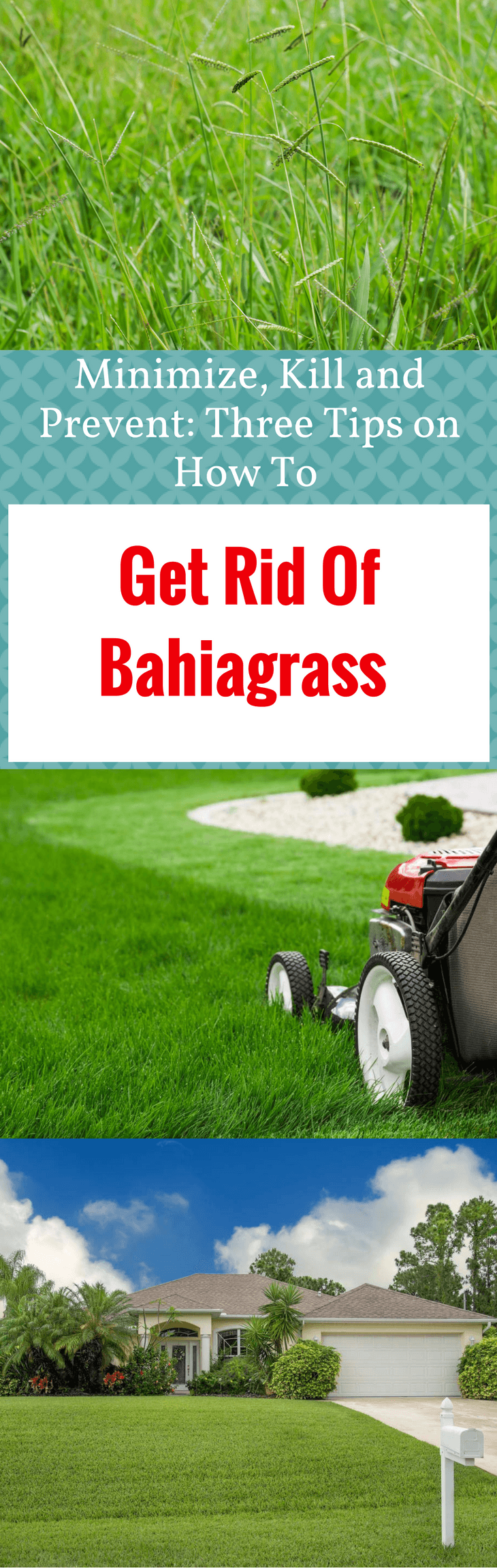 Get Rid Of Bahiagrass 1