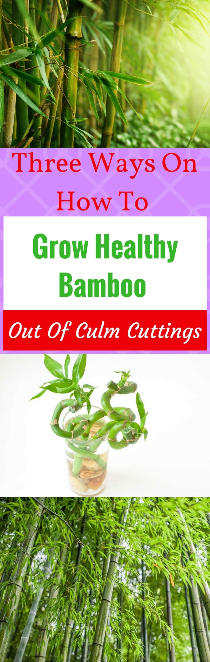 Grow Healthy Bamboo Pin it